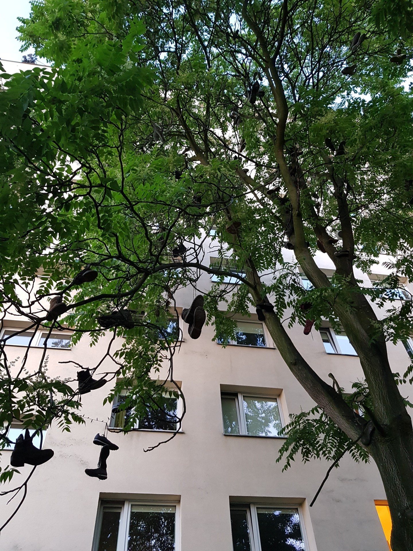 Kraków - shoes on trees O.o - yes, it is possible - Agricultural University of Kraków