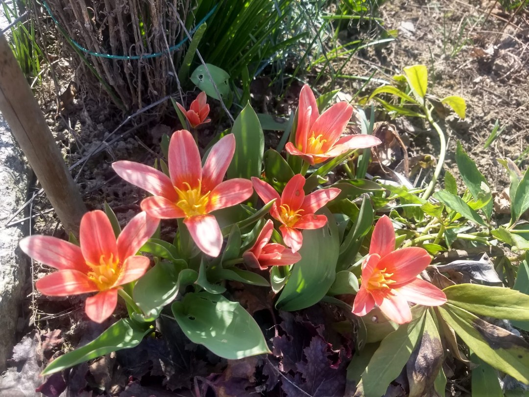 Flower in my friend garden